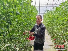 山西晋中：数字化大棚里“